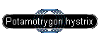 Potamotrygon hystrix
